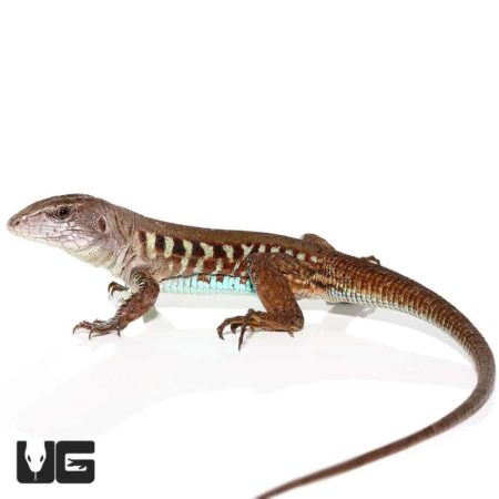 Rainbow Amievas For Sale - Underground Reptiles