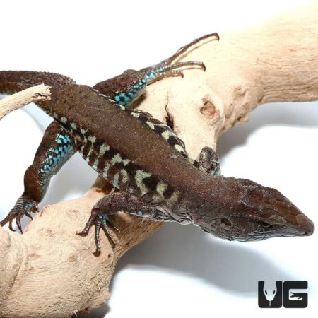 Rainbow Amievas For Sale - Underground Reptiles