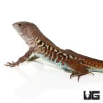Rainbow Amievas For Sale - Underground Reptiles