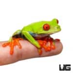 Red Eyed Tree Frogs For Sale - Underground Reptiles