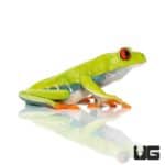 Red Eyed Tree Frogs For Sale - Underground Reptiles
