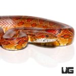 Red Ratsnakes For Sale - Underground Reptiles