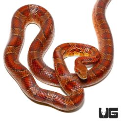 Red Ratsnakes For Sale - Underground Reptiles