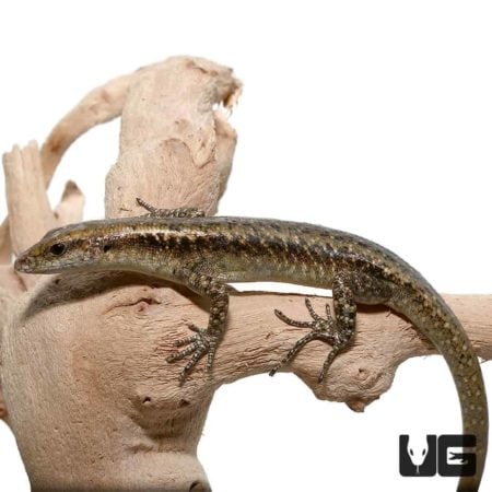 Reef Skinks for sale - Underground Reptiles
