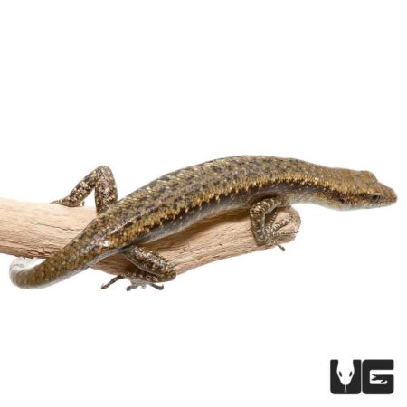 Reef Skinks for sale - Underground Reptiles