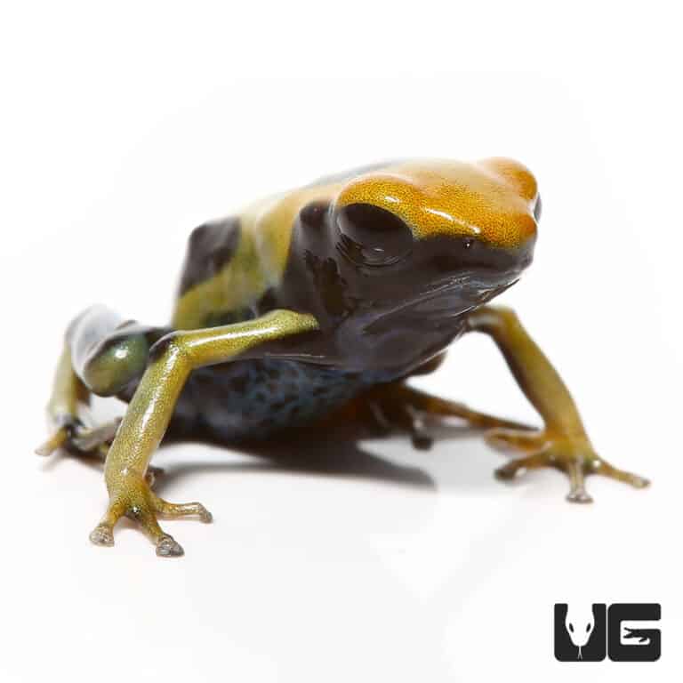 Regina Tinctorius Dart Frogs For Sale Underground Reptiles