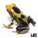 Regina Tinctorius Dart Frogs For Sale - Underground Reptiles
