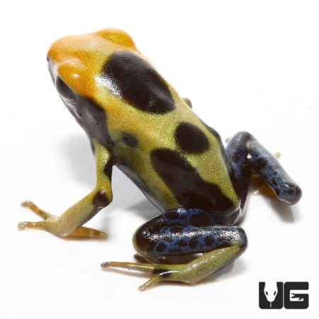 Regina Tinctorius Dart Frogs For Sale - Underground Reptiles