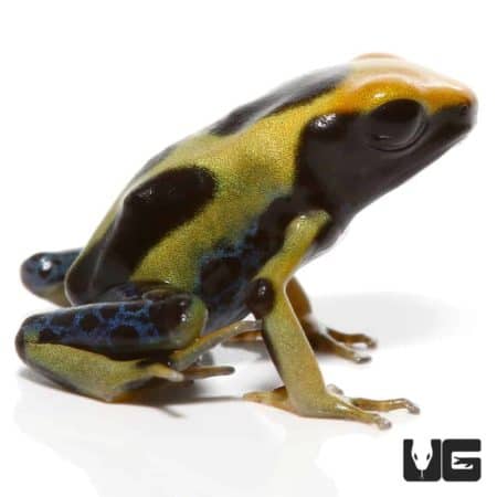 Regina Tinctorius Dart Frogs For Sale - Underground Reptiles