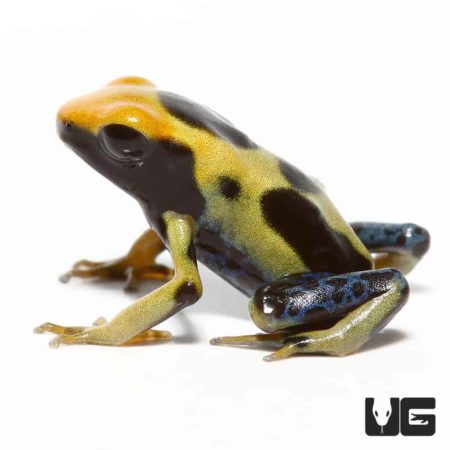 Regina Tinctorius Dart Frogs For Sale - Underground Reptiles
