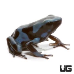 Baby Reticulated Blue And Black Auratus Dart Frogs For Sale - Underground Reptiles