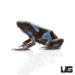 Baby Reticulated Blue And Black Auratus Dart Frogs For Sale - Underground Reptiles