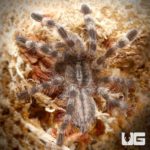 Salem Ornamental Tarantulas For Sale - Underground Reptiles