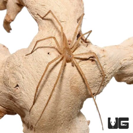 Slender Nursery Web Spiders for sale - Underground Reptiles
