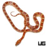 South Florida Cornsnakes For Sale - Underground Reptiles