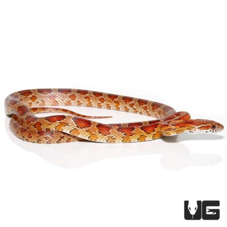 South Florida Cornsnakes For Sale - Underground Reptiles