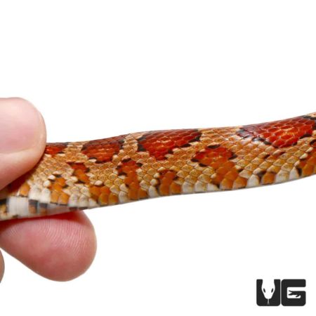 South Florida Cornsnakes For Sale - Underground Reptiles