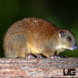Southern Common Cuscus for sale - Underground Reptiles