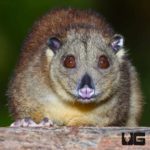 Southern Common Cuscus for sale - Underground Reptiles