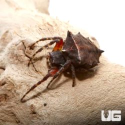 Star Bellied Orb Weaver For Sale - Underground Reptiles