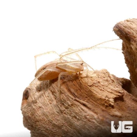 Striated Orb Weaver For Sale - Underground Reptiles