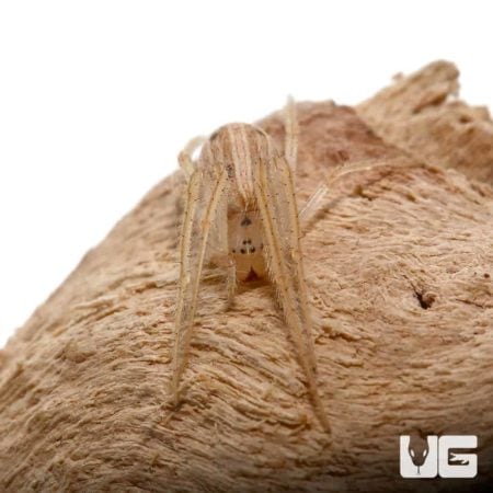 Striated Orb Weaver For Sale - Underground Reptiles