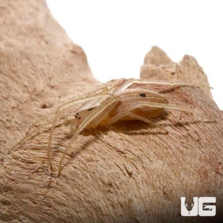 Striated Orb Weaver For Sale - Underground Reptiles