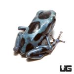 Super Blue Auratus Dart Frogs For Sale - Underground Reptiles