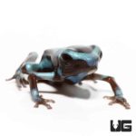 Super Green Auratus Dart Frogs For Sale - Underground Reptiles