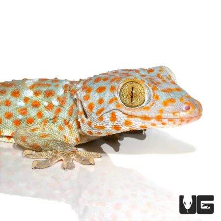 Tokay Geckos (Gekko gecko) For Sale - Underground Reptiles