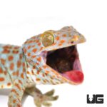 Tokay Geckos For Sale - Underground Reptiles