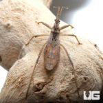 Variegated Assasin Bug For Sale - Underground Reptiles