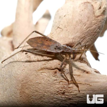 Variegated Assasin Bug For Sale - Underground Reptiles