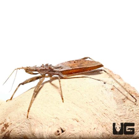 Variegated Assasin Bug For Sale - Underground Reptiles