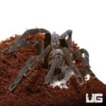 Adult Vietnam Blue Earth Tiger Tarantula For Sale - Underground Reptiles