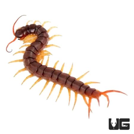 Vietnamese Centipede For Sale - Underground Reptiles