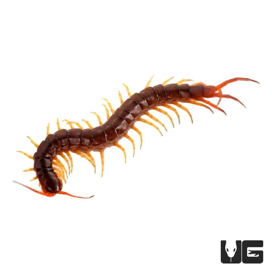 Vietnamese Centipede - Underground Reptiles