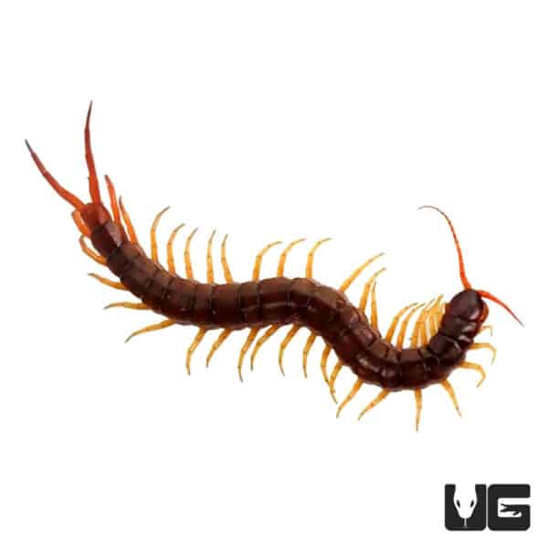 Vietnamese Centipede - Underground Reptiles