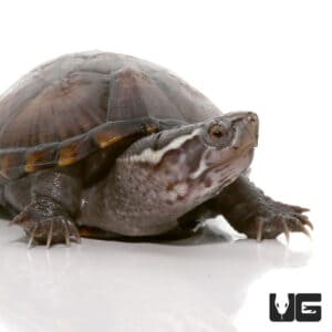 Underground Reptiles - Exotic Reptiles, Amphibians, Lizards and Mammals