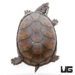 Yearling Eastern Mud Turtles For Sale - Underground Reptiles