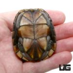 Yearling Eastern Mud Turtles For Sale - Underground Reptiles