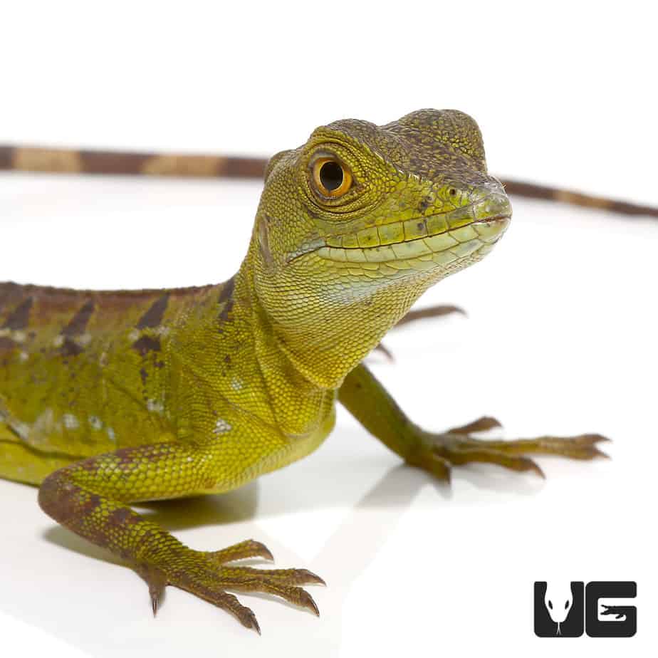 Yearling Green Basilisks (Basiliscus plumifrons) For Sale Underground