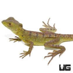 Yearling Green Basilisks For Sale - Underground Reptiles