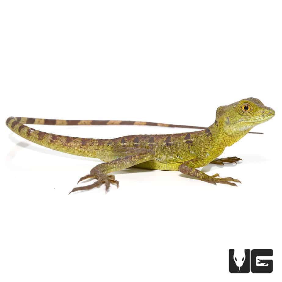 Yearling Green Basilisks (Basiliscus Plumifrons) For Sale - Underground ...