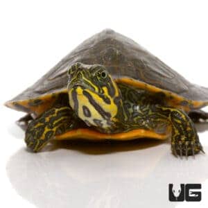 Yearling Southern River Cooter Turtle For Sale - Underground Reptiles