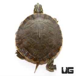 Yearling Southern River Cooter Turtle For Sale - Underground Reptiles