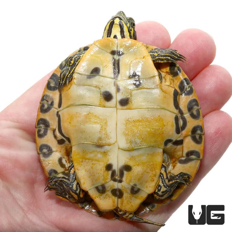 Yearling Southern River Cooter Turtle For Sale - Underground Reptiles