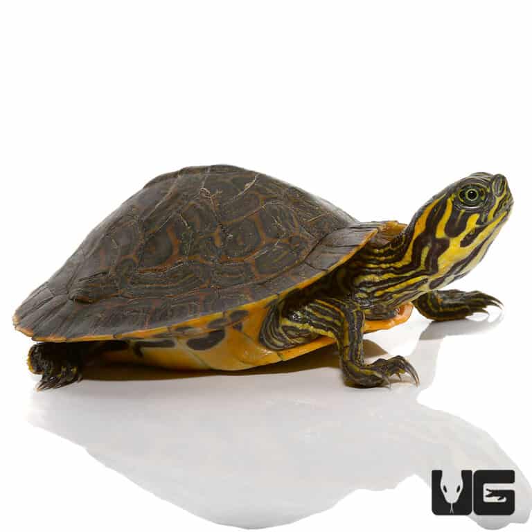 Yearling Southern River Cooter Turtle For Sale - Underground Reptiles