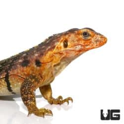 Yellow Back Spiny Tailed Iguana for sale - Underground Reptiles