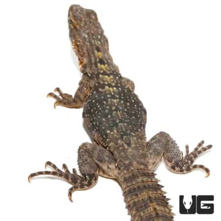 Yellow Back Spiny Tailed Iguana for sale - Underground Reptiles